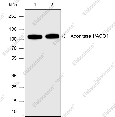 Recombinant Aconitase 1/ACO1 Monoclonal Antibody - 1