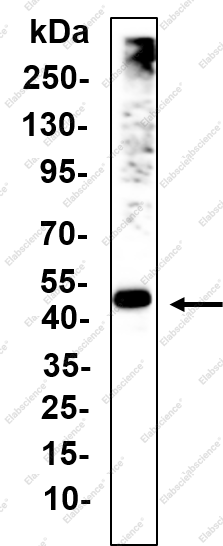 Recombinant RXRA Monoclonal Antibody - 1