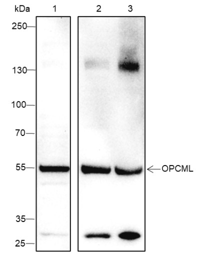 Recombinant OPCML Monoclonal Antibody-searchlist-1