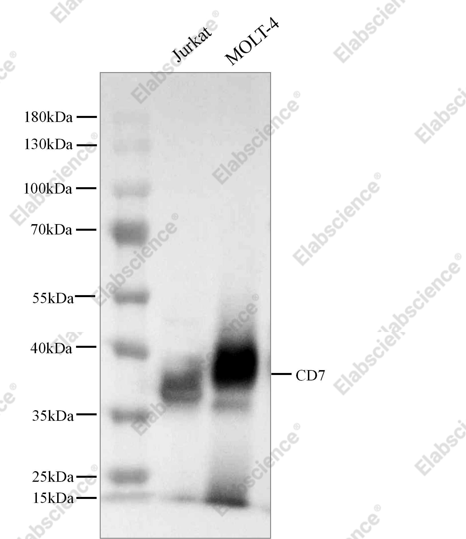 Recombinant CD7 Monoclonal Antibody - 2