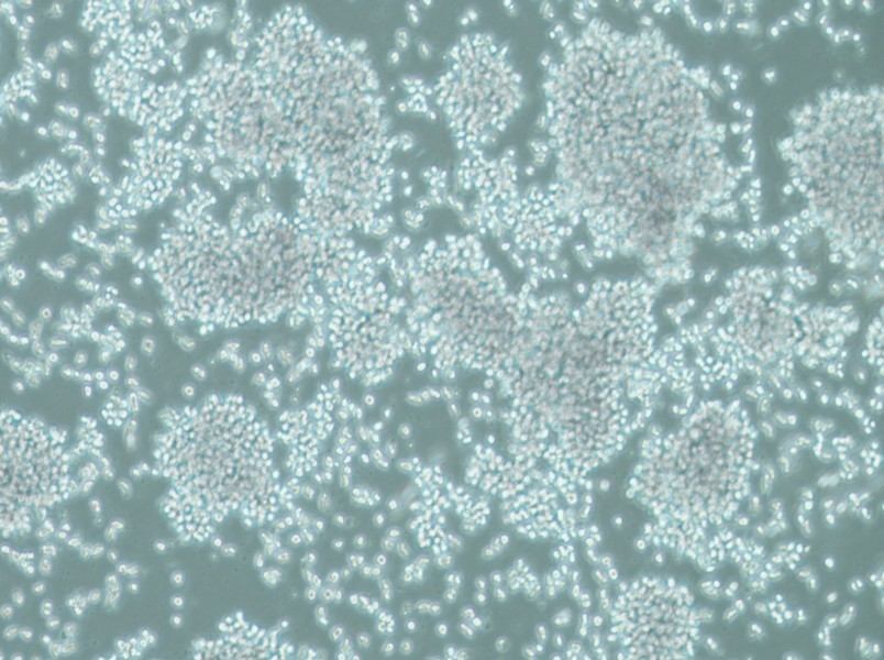 SUP-T1 Cell Complete Medium-searchlist-1