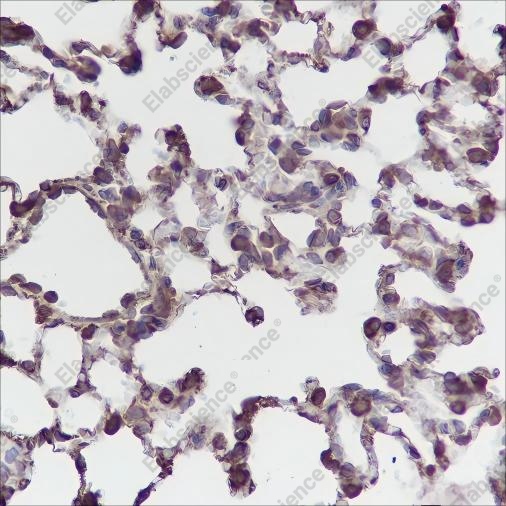 Recombinant PTGER2 Monoclonal Antibody - 4