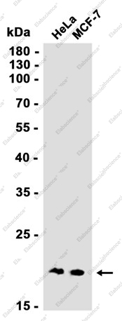 Recombinant NCE2 Monoclonal Antibody - 1