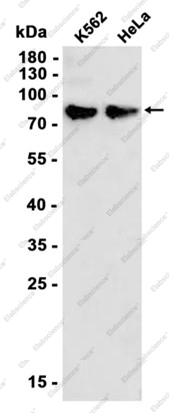 Recombinant Phospho-HSF1 (Ser326) Monoclonal Antibody - 1