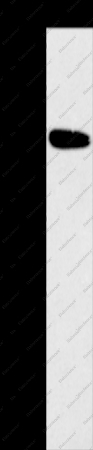 Histamine H1 Receptor Polyclonal Antibody - 1