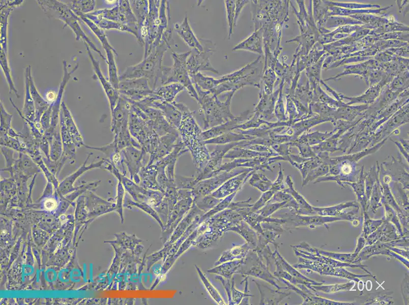 BHK-21 [C-13] Cell Complete Medium - small - 4