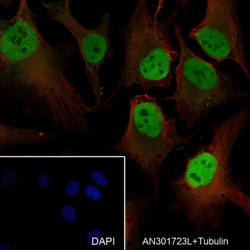 Recombinant BAF60C Monoclonal Antibody - small - 4