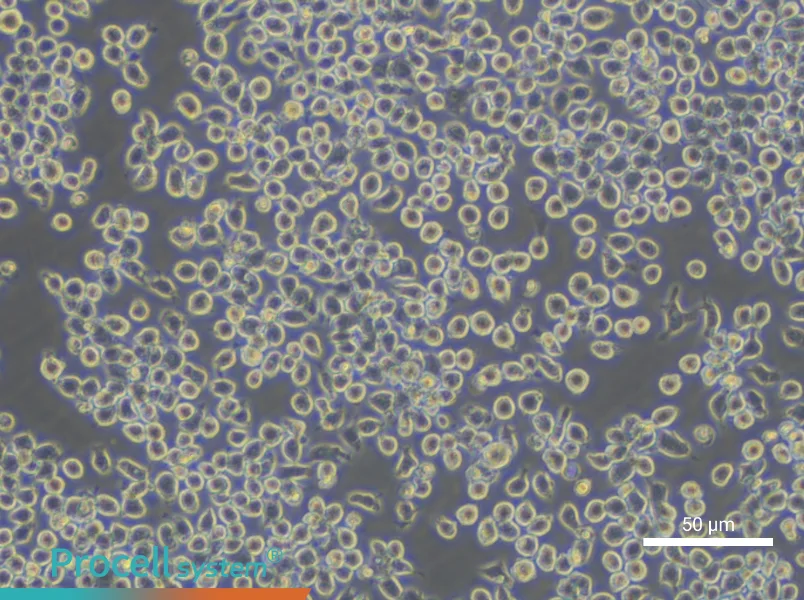 J774A.1 Cell Complete Medium - small - 5