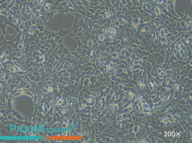 SBC-3 Cell Complete Medium - small - 6