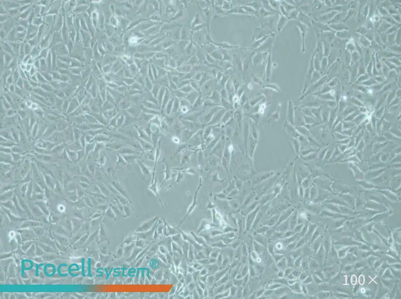IPEC-J2 Cell Complete MediumIPEC-J2 Cell Complete Medium - 3