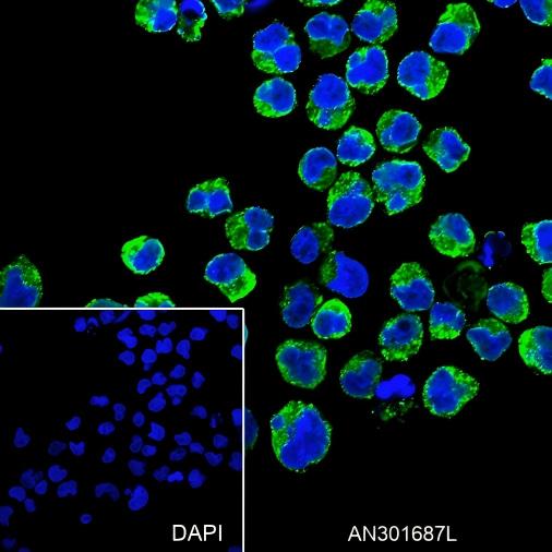 Recombinant VPAC1 Monoclonal Antibody - 3