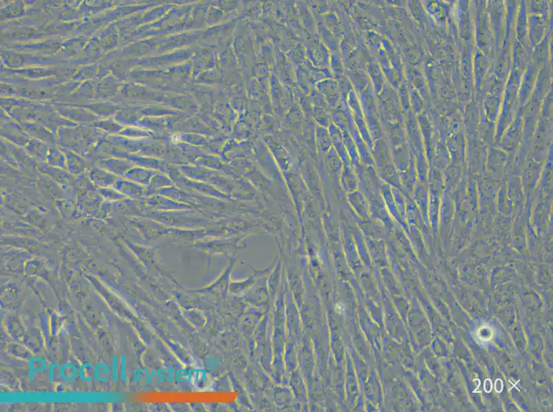 NRK Cell Complete Medium - small - 6