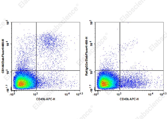 Elab Fluor® 488 Anti-Mouse CD146 Antibody[ME-9F1]-1