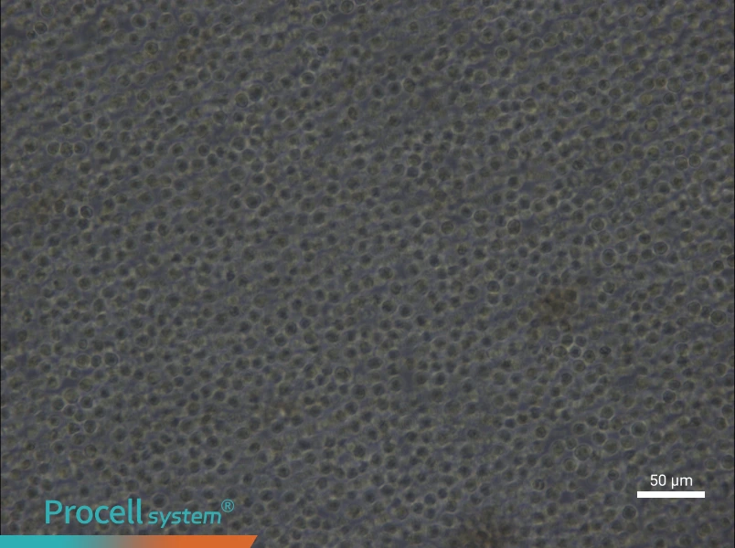 Ba/F3 Cell Complete Medium - 6