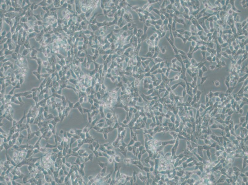 IMR-32 Cell Complete Medium - small - 5