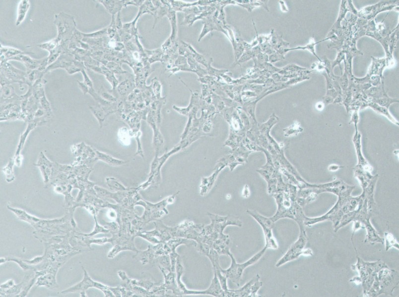 HLE-B3 Cell Complete Medium - 2