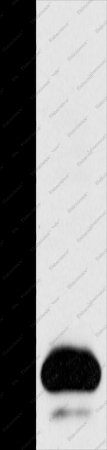 Claudin 4 Polyclonal Antibody - 1