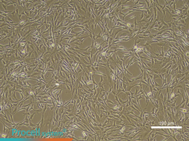 Rat Synovial Cell Complete Medium - 3