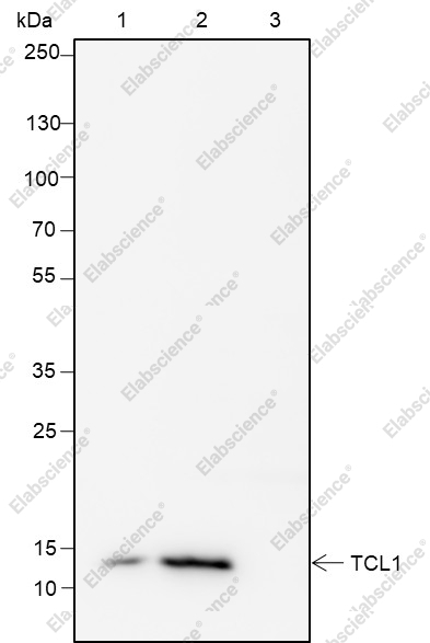 Recombinant TCL1 Monoclonal Antibody - 8