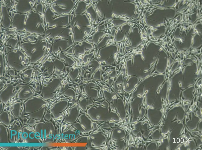 Psi2 DAP Cell Complete Medium - 2