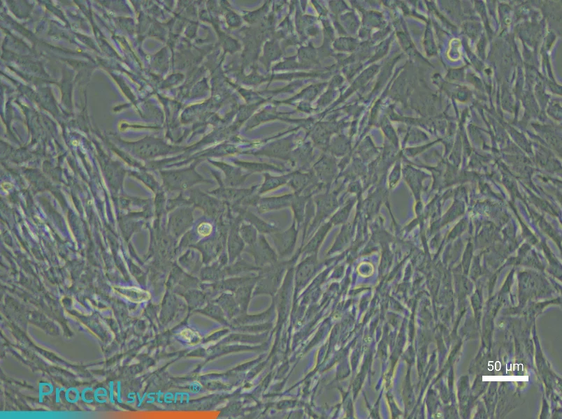 Mouse Endosteal Mesenchymal Stem Cell Complete Medium - 5