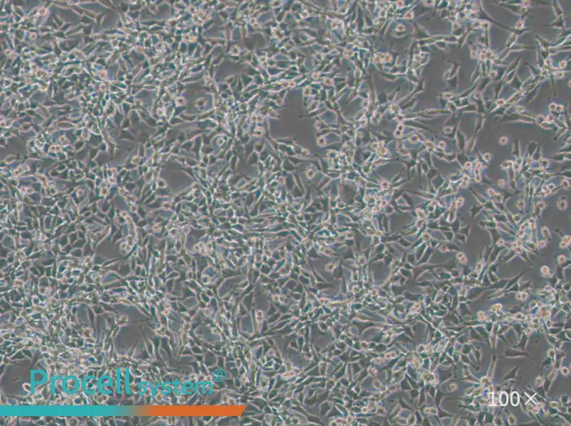 CBRH-7919 Cell Complete Medium - 3