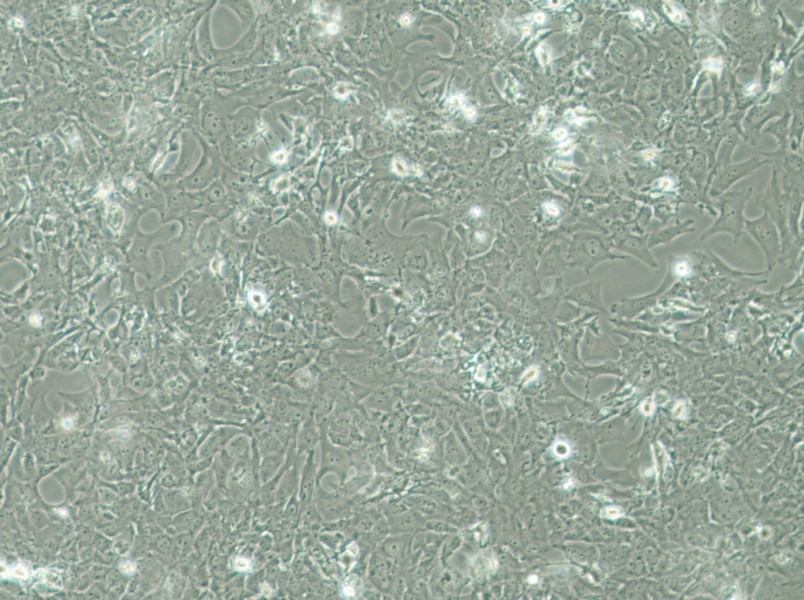 HCC38 Cell Complete MediumHCC38 Cell Complete Medium - 3