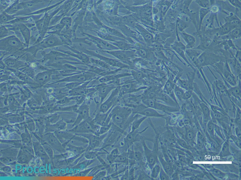 Human Preadipocyte Complete Medium - small - 4