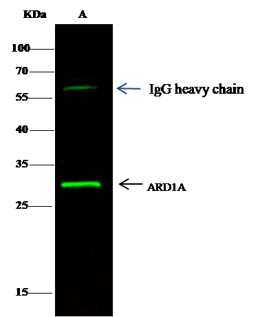 ARD1 Monoclonal Antibody-searchlist-1