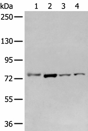 Western blot analysis of Raw264.7 A549 Hepg2 and Jurkat cell  using GCLC Polyclonal Antibody at dilution of 1:800