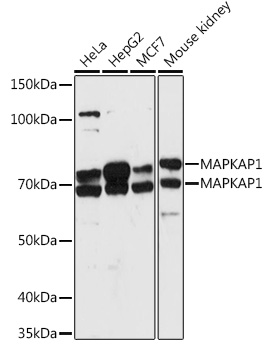 Western blot analysis of extracts of various cell lines using MAPKAP1 Polyclonal Antibody at 1:1000 dilution.