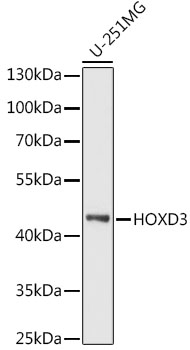 Western blot analysis of extracts of U-251MG cells using HOXD3 Polyclonal Antibody at 1:1000 dilution.