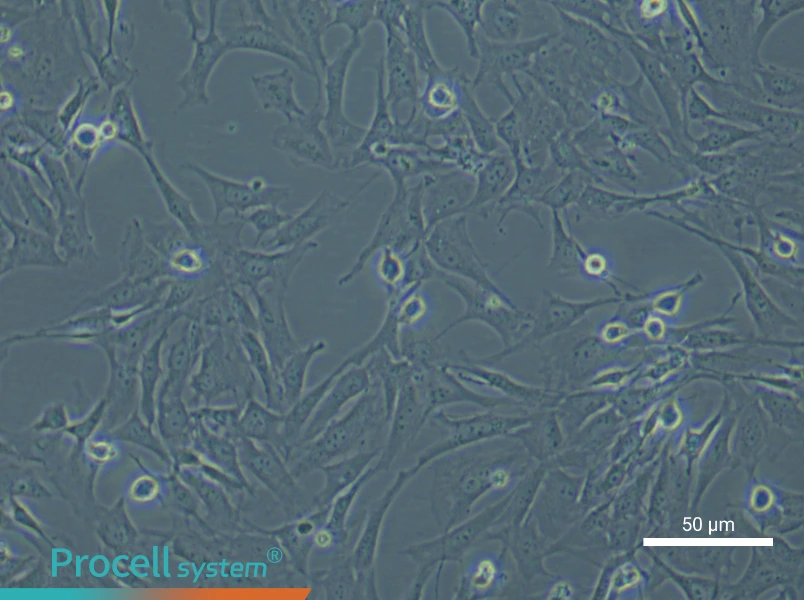 Mouse Gingival Fibroblasts - 4