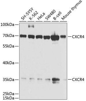 Western blot analysis of extracts of various cell lines using CXCR4 Polyclonal Antibody at dilution of 1:1000.