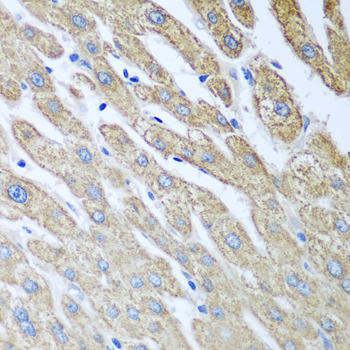 Immunohistochemistry of paraffin-embedded Human liver using FUT6 Polyclonal Antibody at dilution of  1:100 (40x lens).