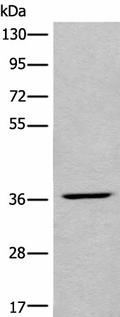 Western blot analysis of HEPG2 cell lysate  using LDAH Polyclonal Antibody at dilution of 1:650