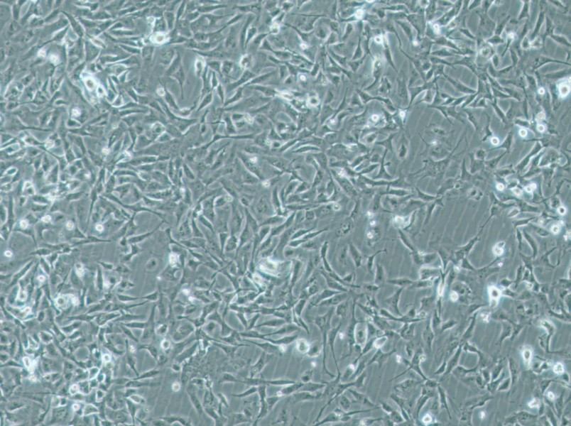 MiCl1 (S+L-) Cell Complete MediumMiCl1 (S+L-) Cell Complete Medium - 3