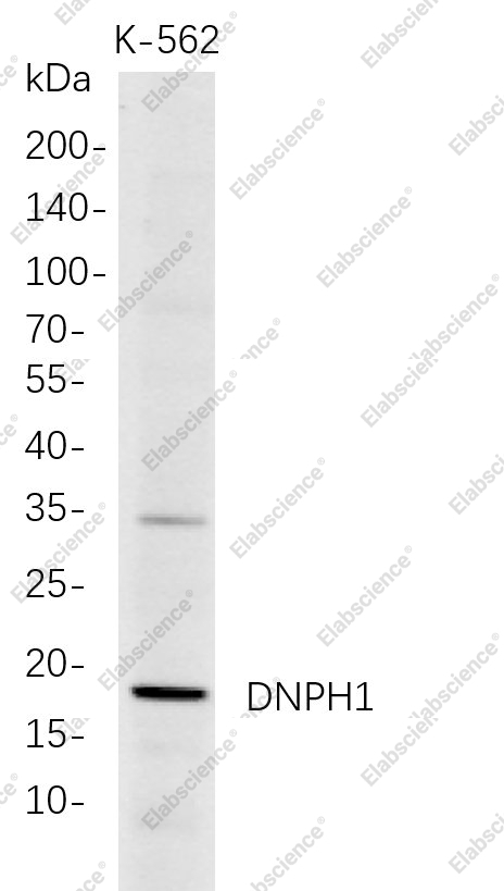 Recombinant DNPH1 Monoclonal Antibody - 1