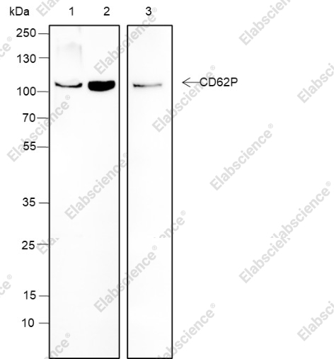 Recombinant CD62P Monoclonal Antibody - 1