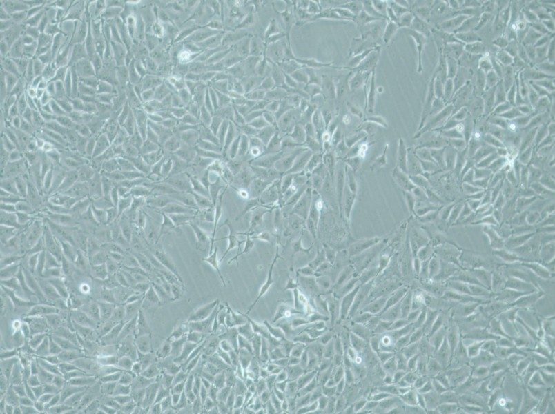IPEC-J2 Cell Complete Medium - 3
