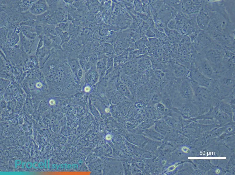 Mouse Embryonic Hepatoblast Complete Medium - 5