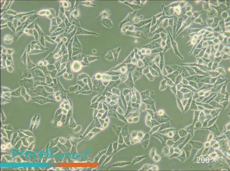 AN3 CA Cell Complete Medium - small - 4