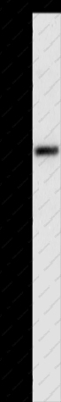 SOX-13 Polyclonal Antibody - 1