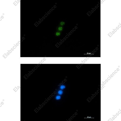 Recombinant NXF1 Monoclonal Antibody - 2