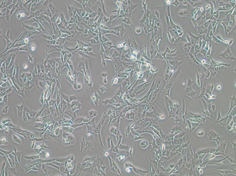 BALB/3T3 clone A31 Cell Complete Medium - 3