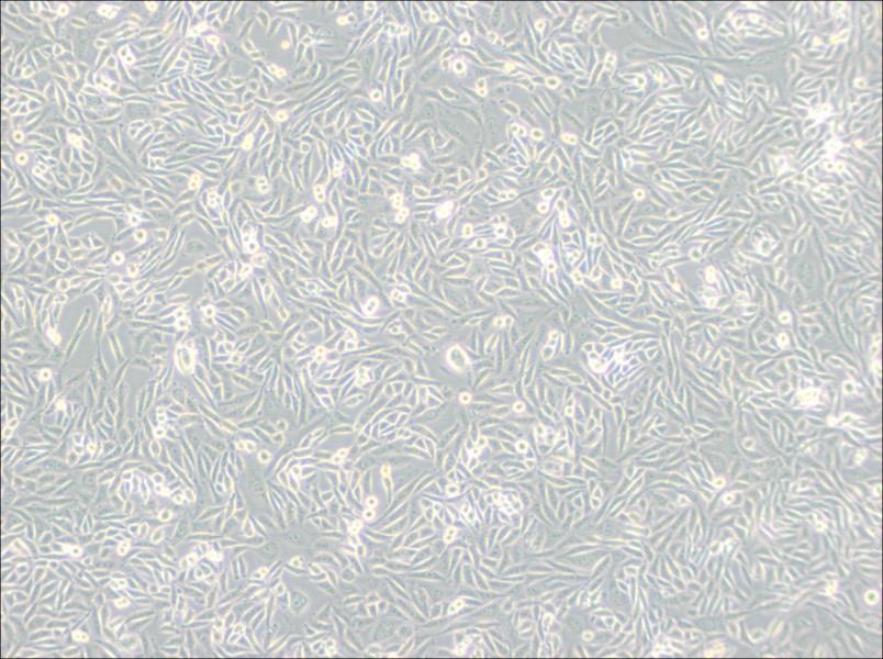 CHO-K1 Cell Complete Medium - 3