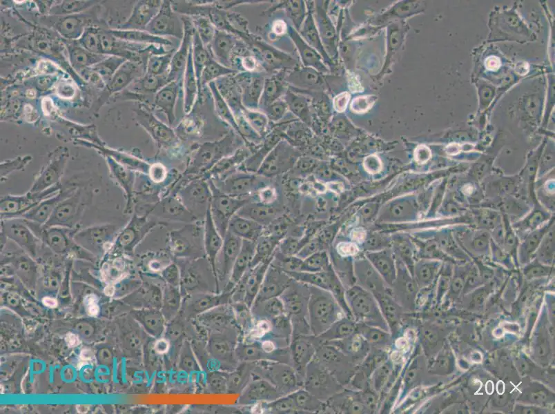 SW1573 (DMEM) Cell Complete Medium - small - 6
