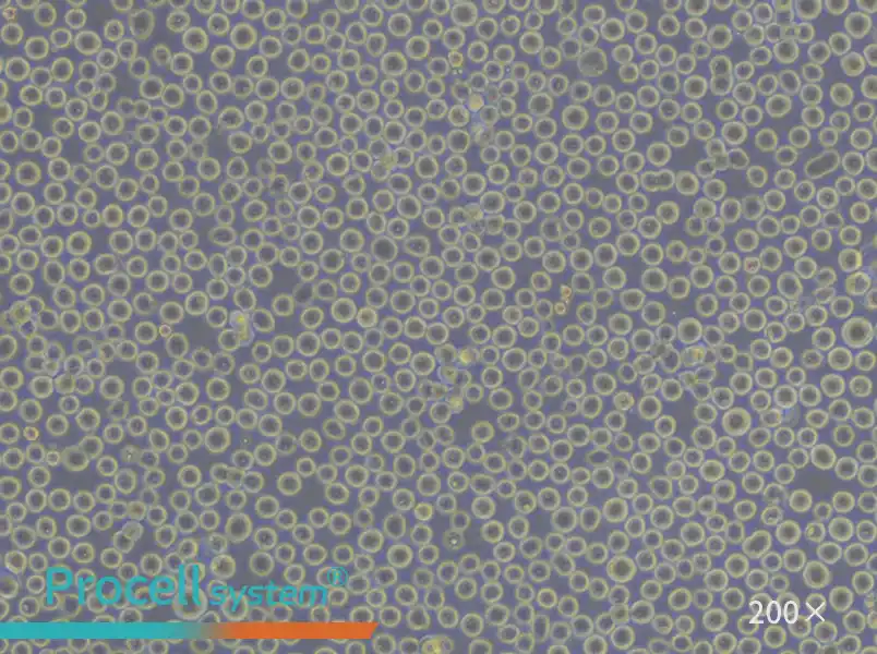 K-562 [K562] Cell Complete Medium - small - 4