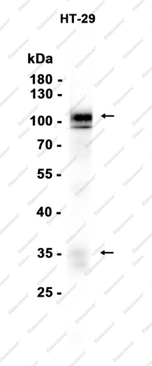 Recombinant MUC13 Monoclonal Antibody - 1