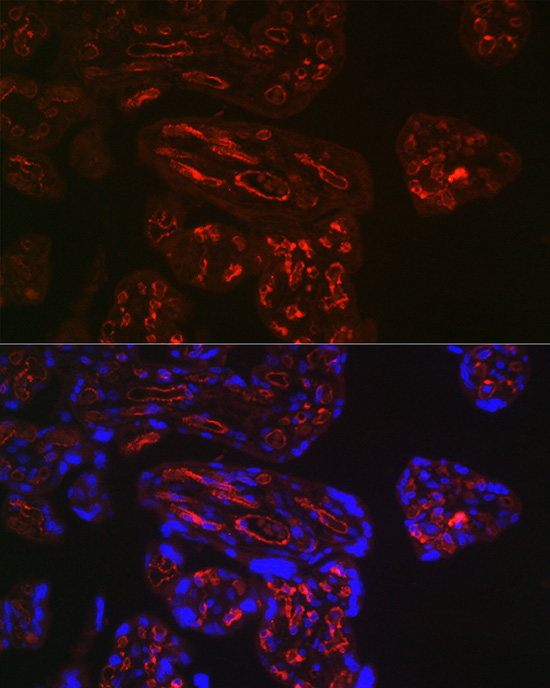 Immunofluorescence analysis of human placenta using FCGR2B Polyclonal Antibody at dilution of 1:100 (40x lens). Blue: DAPI for nuclear staining.